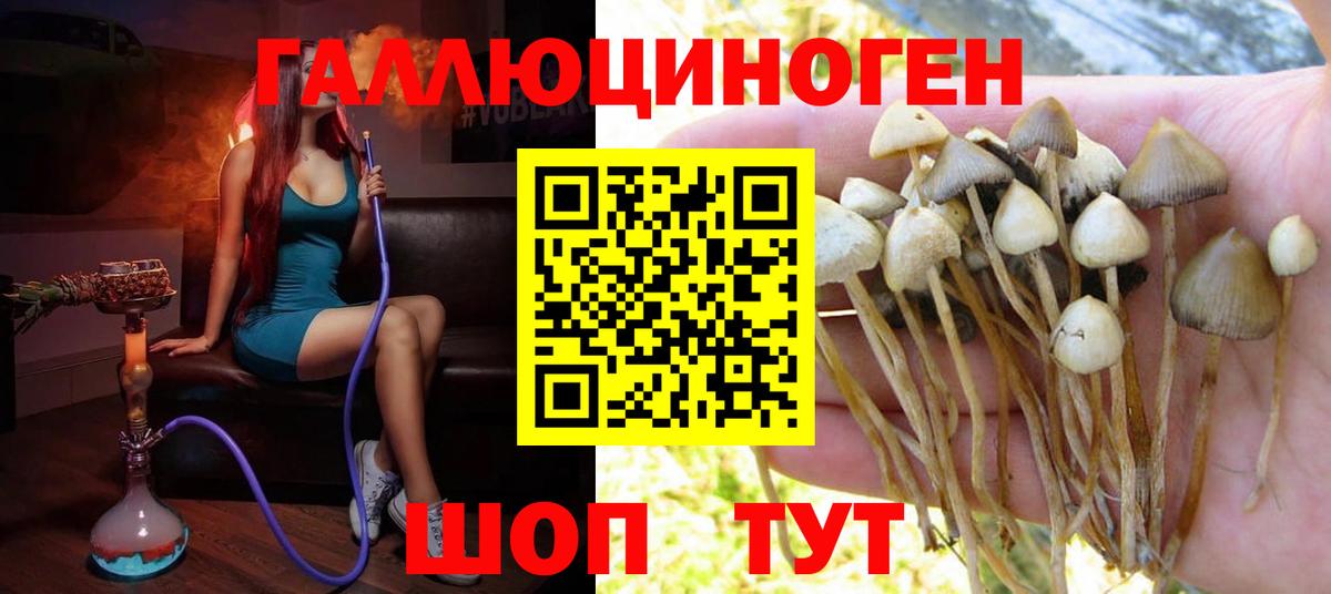 Галлюциногенные грибы Psilocybine cubensis Нерюнгри